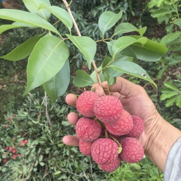 黑叶荔枝