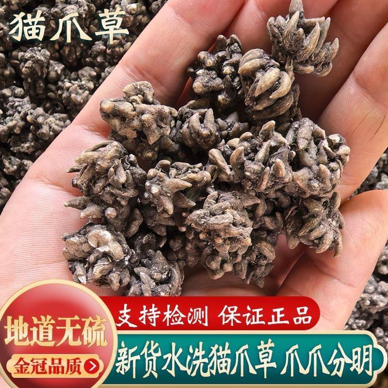 野生新鲜水洗三遍猫爪草