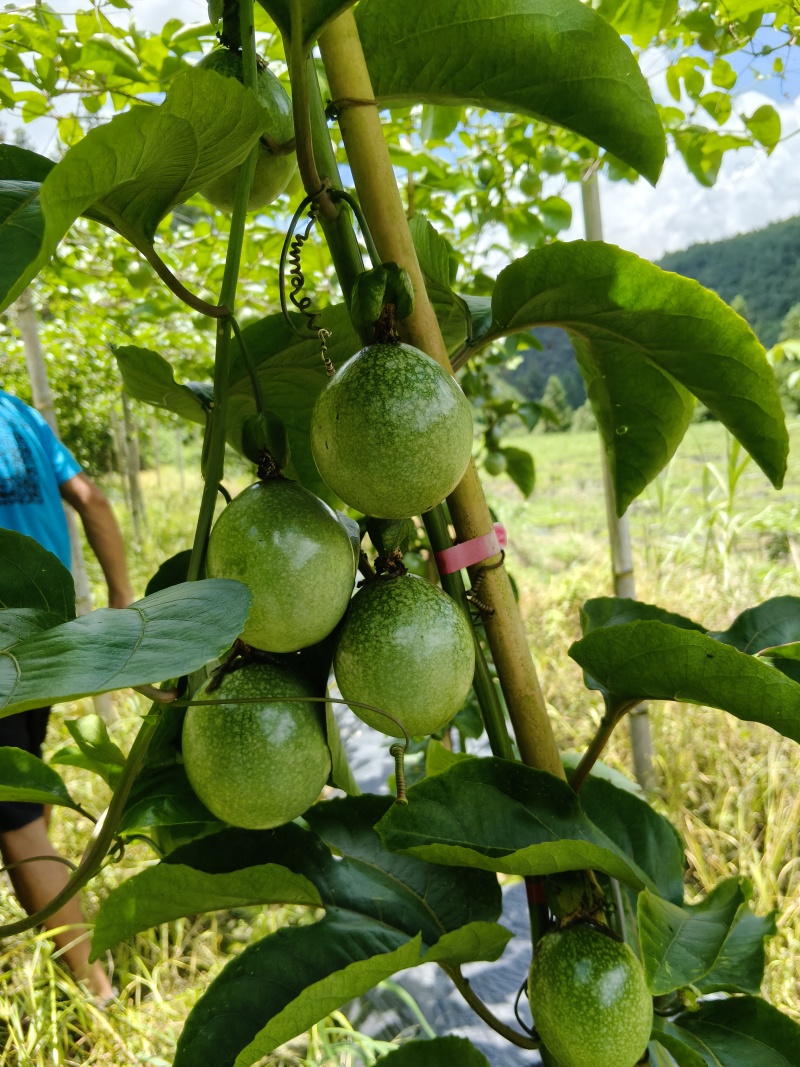 贵州黄金百香果，现摘现发，支持视频看货，支持一件代发