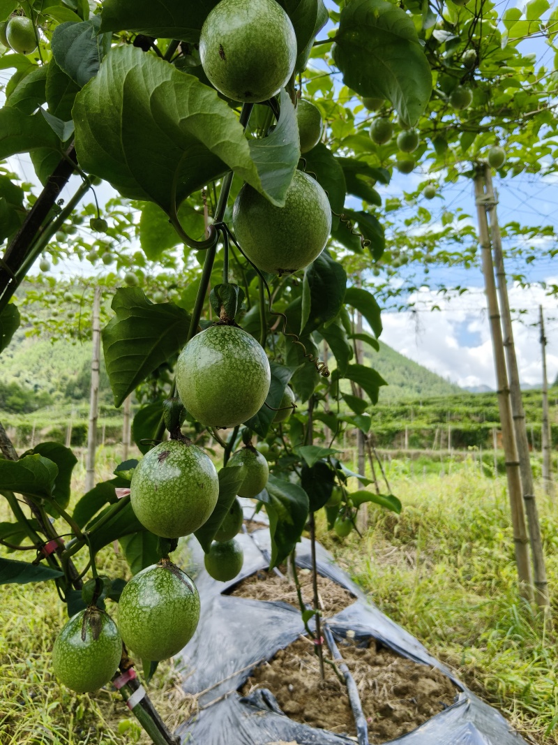 贵州黄金百香果，现摘现发，支持视频看货，支持一件代发