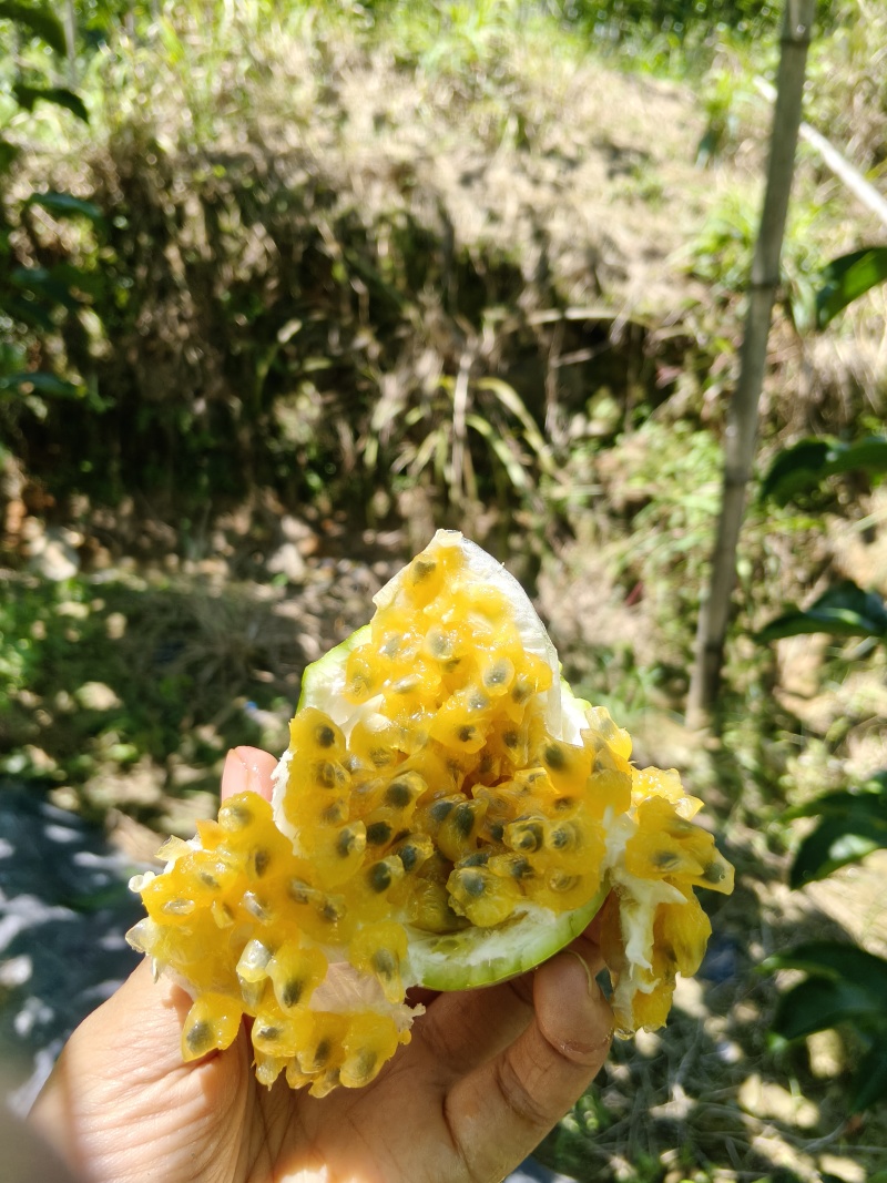 贵州黄金百香果，现摘现发，支持视频看货，支持一件代发