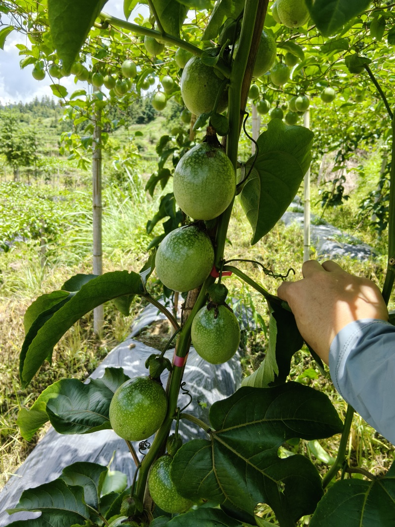 贵州黄金百香果，现摘现发，支持视频看货，支持一件代发