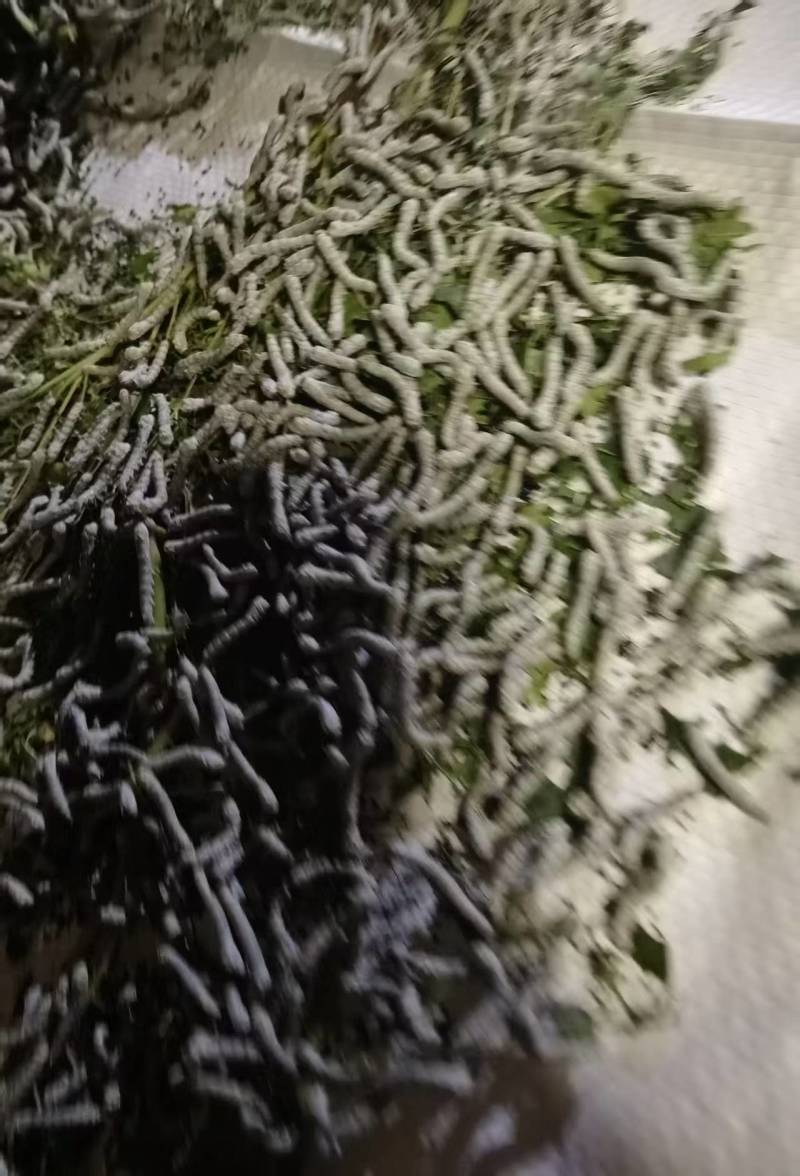 蚕丝