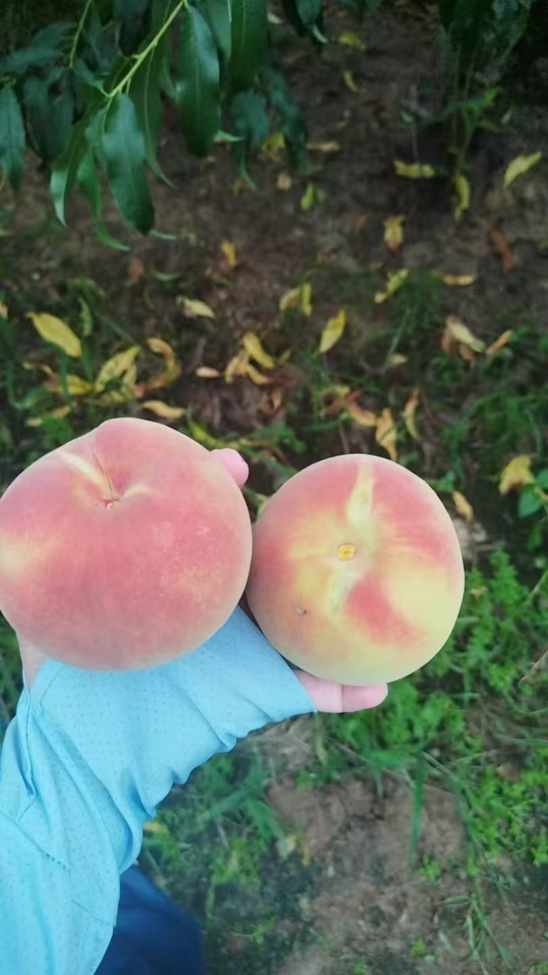 脆甜大秋彤离核桃子