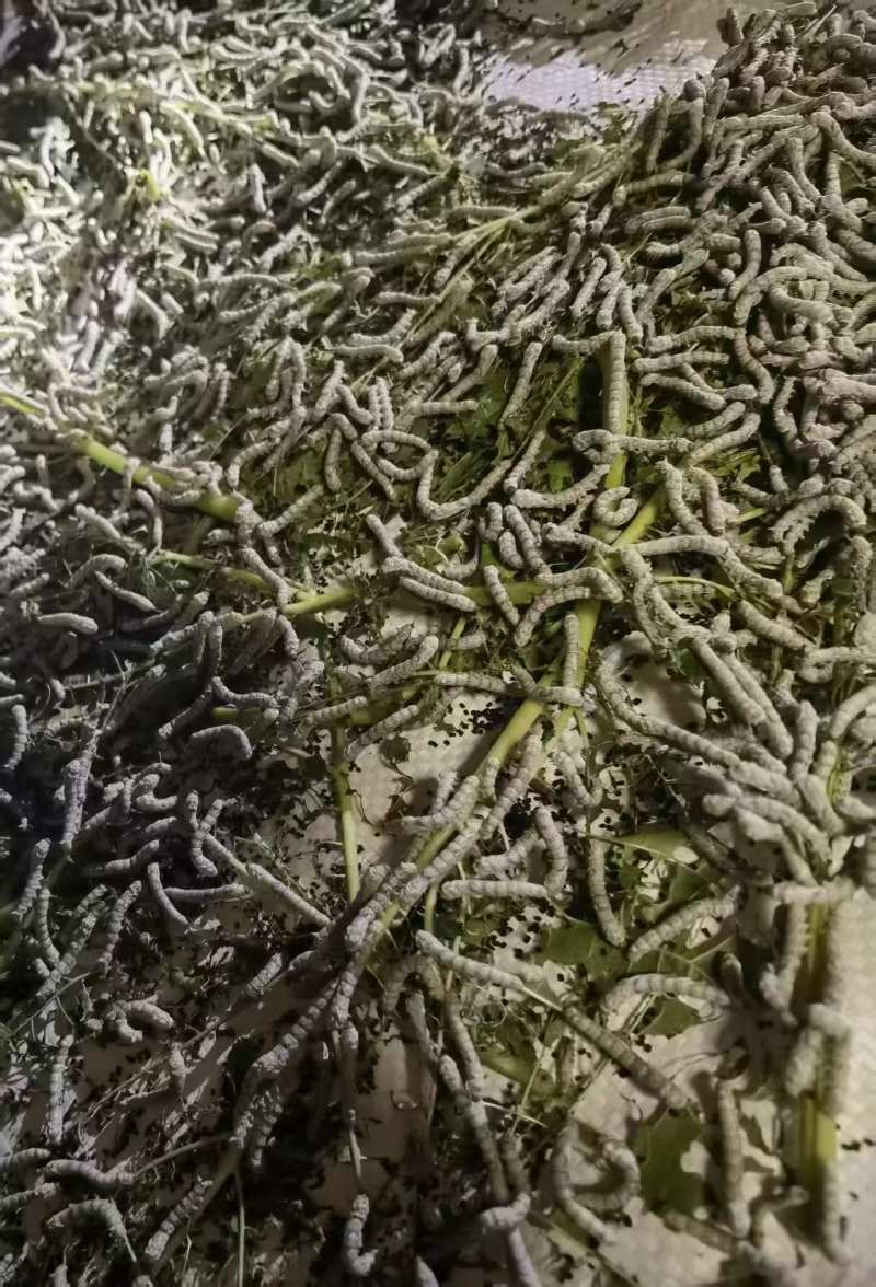蚕丝