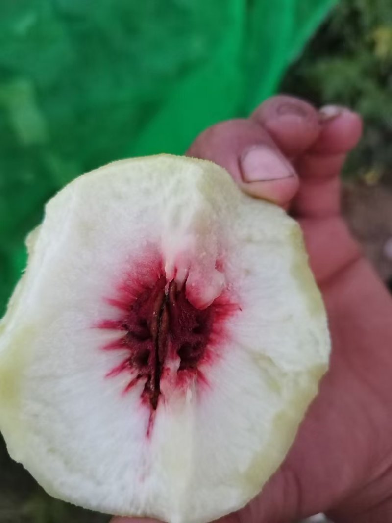 脆甜大秋彤离核桃子
