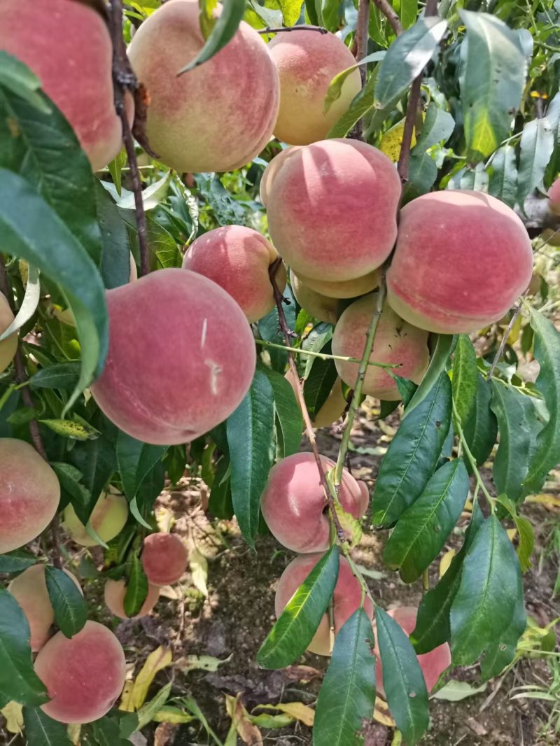 脆甜大秋彤离核桃子