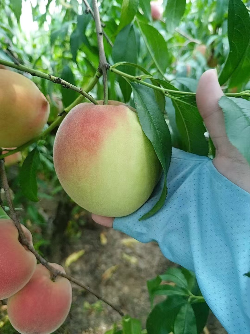 脆甜大秋彤离核桃子