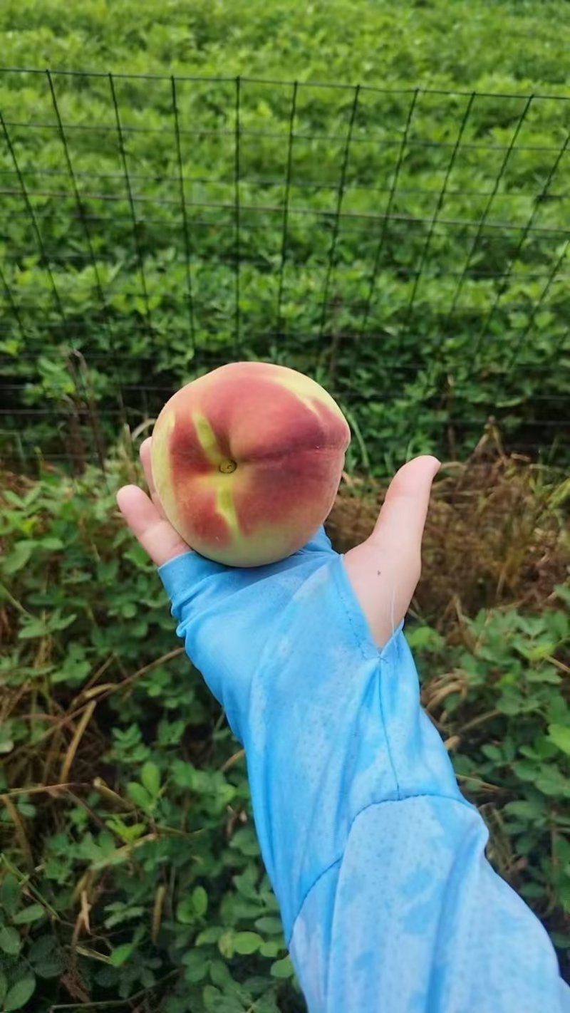 脆甜大秋彤离核桃子