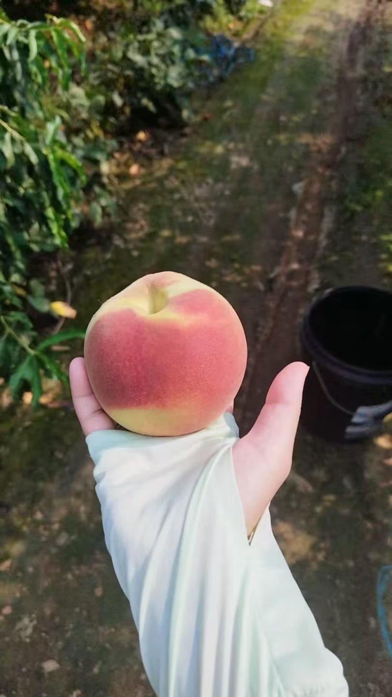 脆甜大秋彤离核桃子
