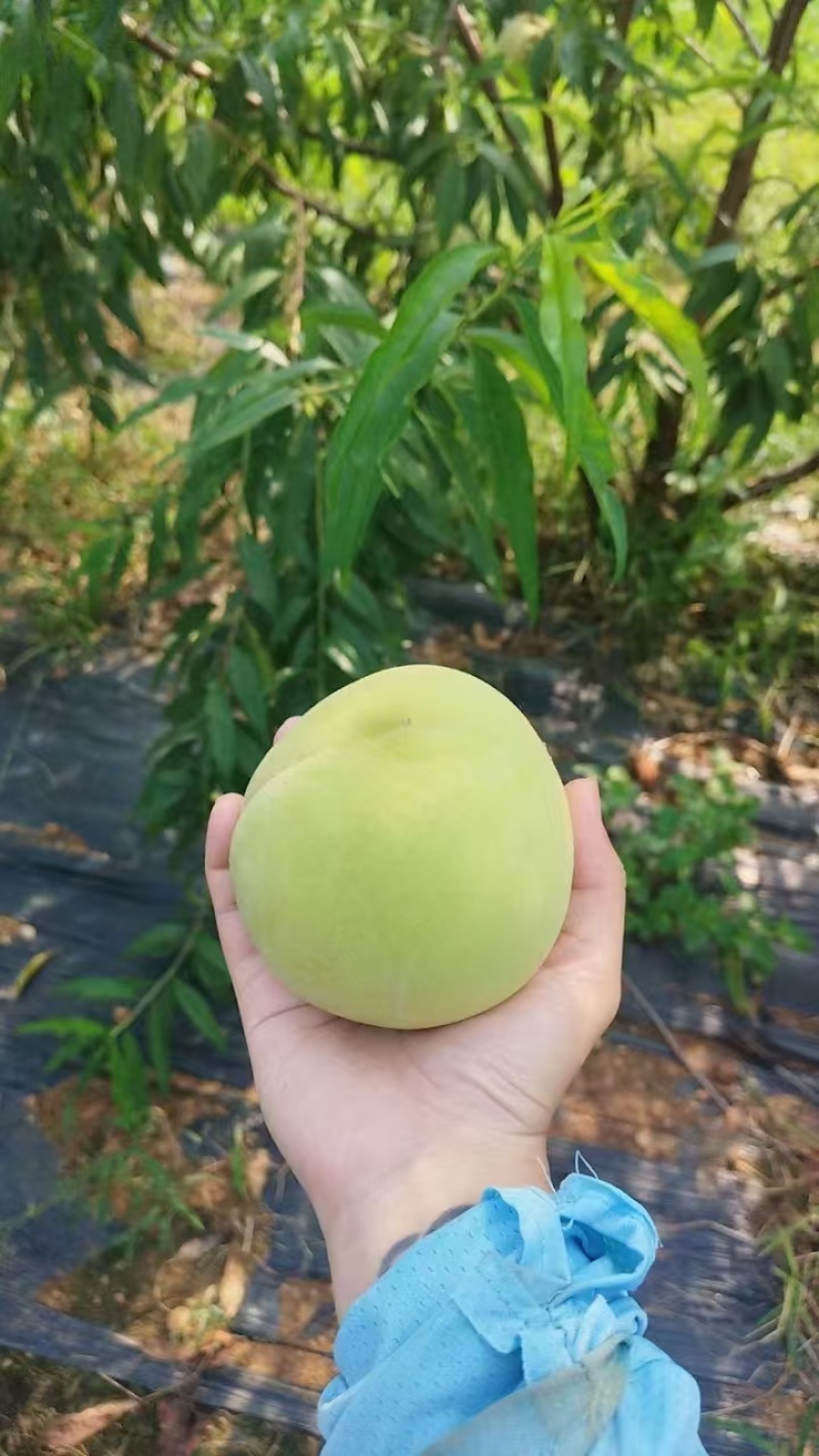 江苏大青桃