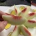 江苏大青桃