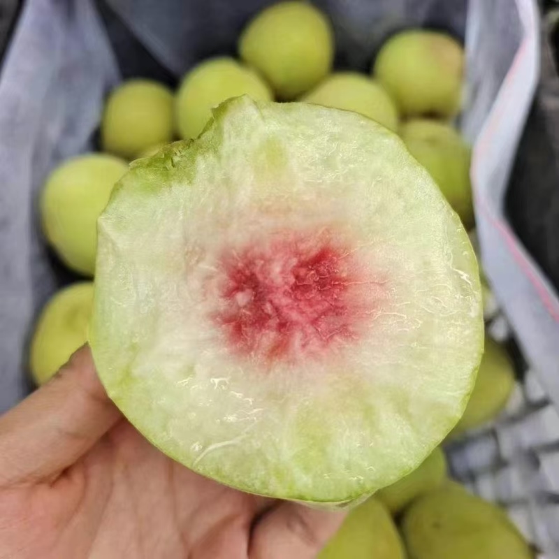江苏大青桃