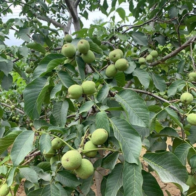 新疆阿克苏核桃185纸皮核桃