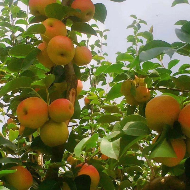 安宁红梨