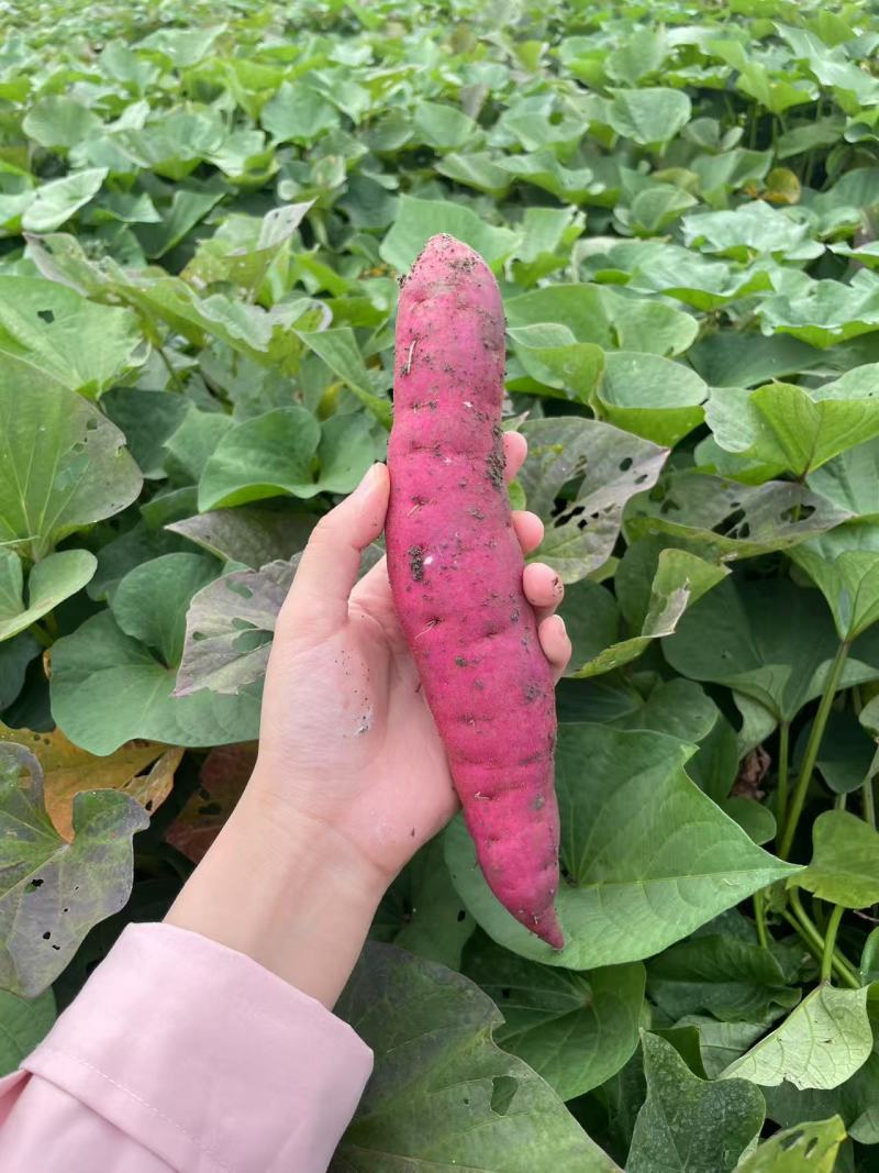 【现挖现发】河北红瑶蜜薯新鲜红薯自家种植品质保障