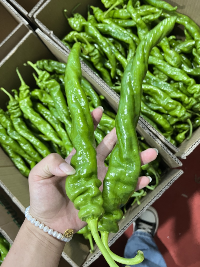 青椒，陇椒，螺丝椒产地一手货源，保质保量，量大从优