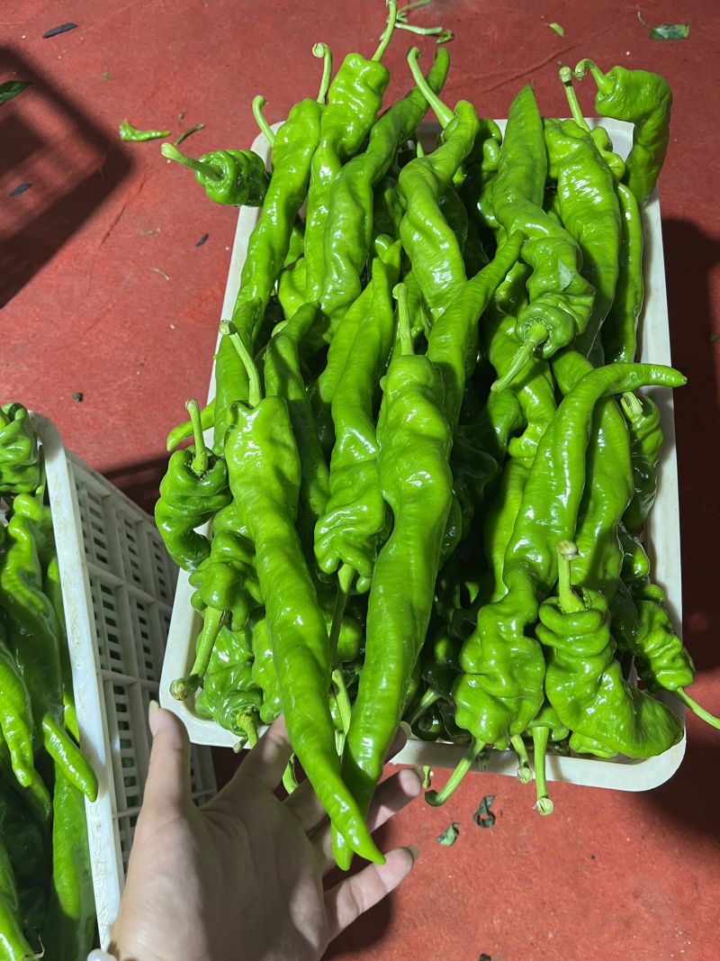 青椒，陇椒，螺丝椒产地一手货源，保质保量，量大从优