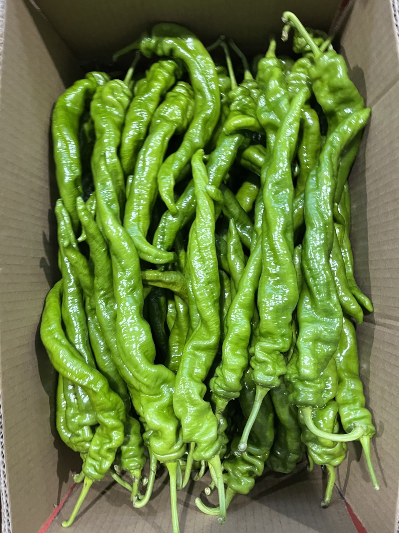青椒，陇椒，螺丝椒产地一手货源，保质保量，量大从优