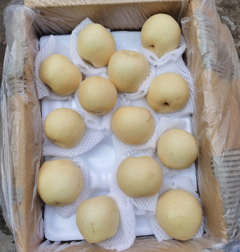 江苏皇冠梨白皮皇冠梨纸袋皇冠梨产地直供量大从优