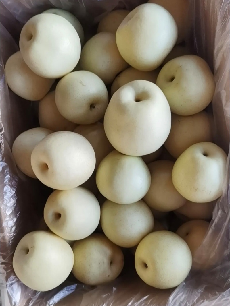 江苏皇冠梨白皮皇冠梨纸袋皇冠梨产地直供量大从优