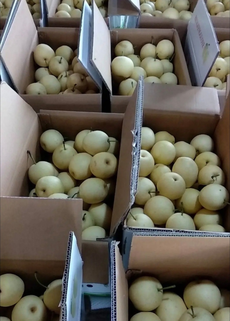 江苏皇冠梨白皮皇冠梨纸袋皇冠梨产地直供量大从优