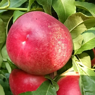山西临猗坡上(中油23)白肉油桃最小75，最大90