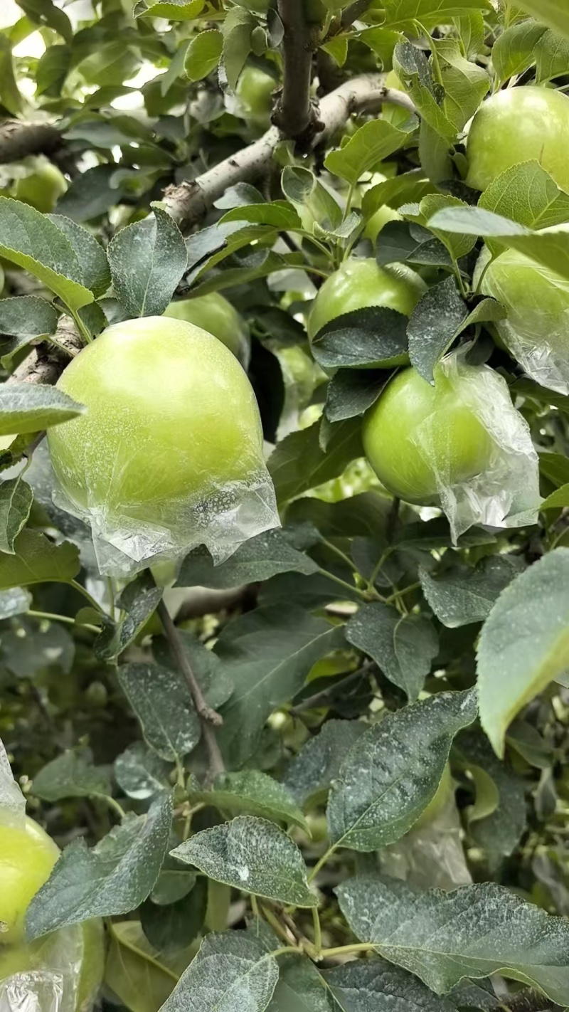 山东沂水青苹果/产地直供大量有货，可视频看货，一条龙服务