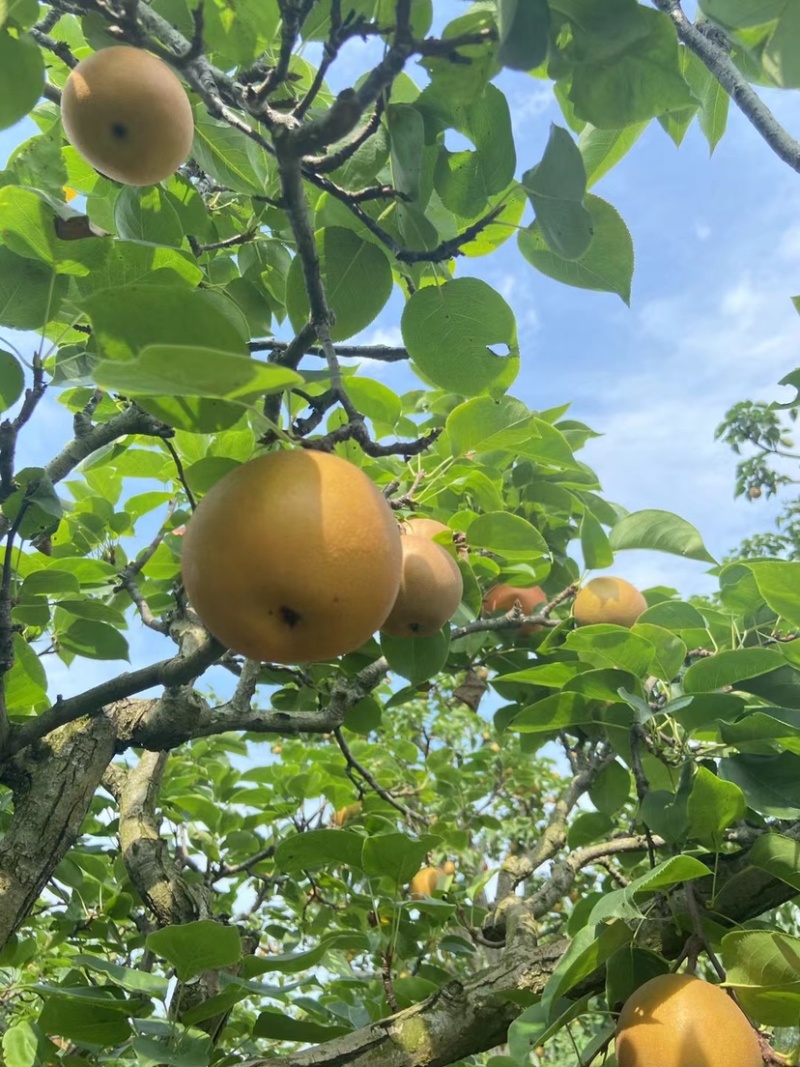 老树黄花梨🍐细沙.味甜