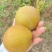 老树黄花梨🍐细沙.味甜