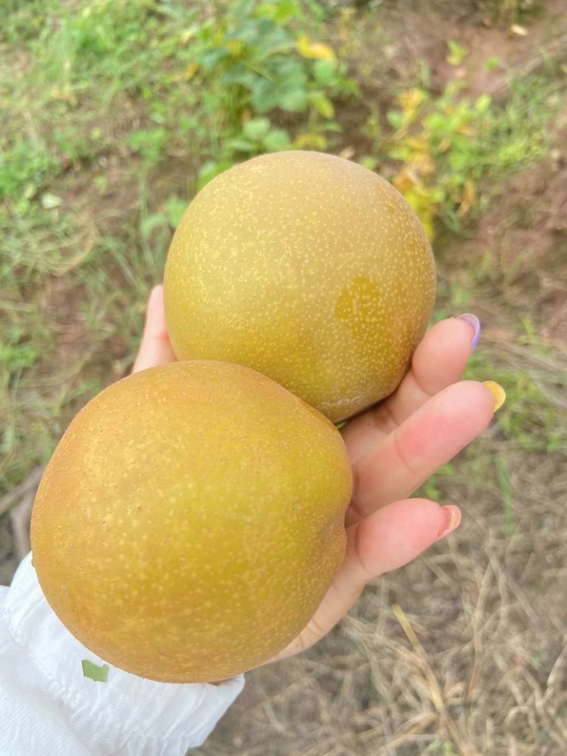 老树黄花梨🍐细沙.味甜