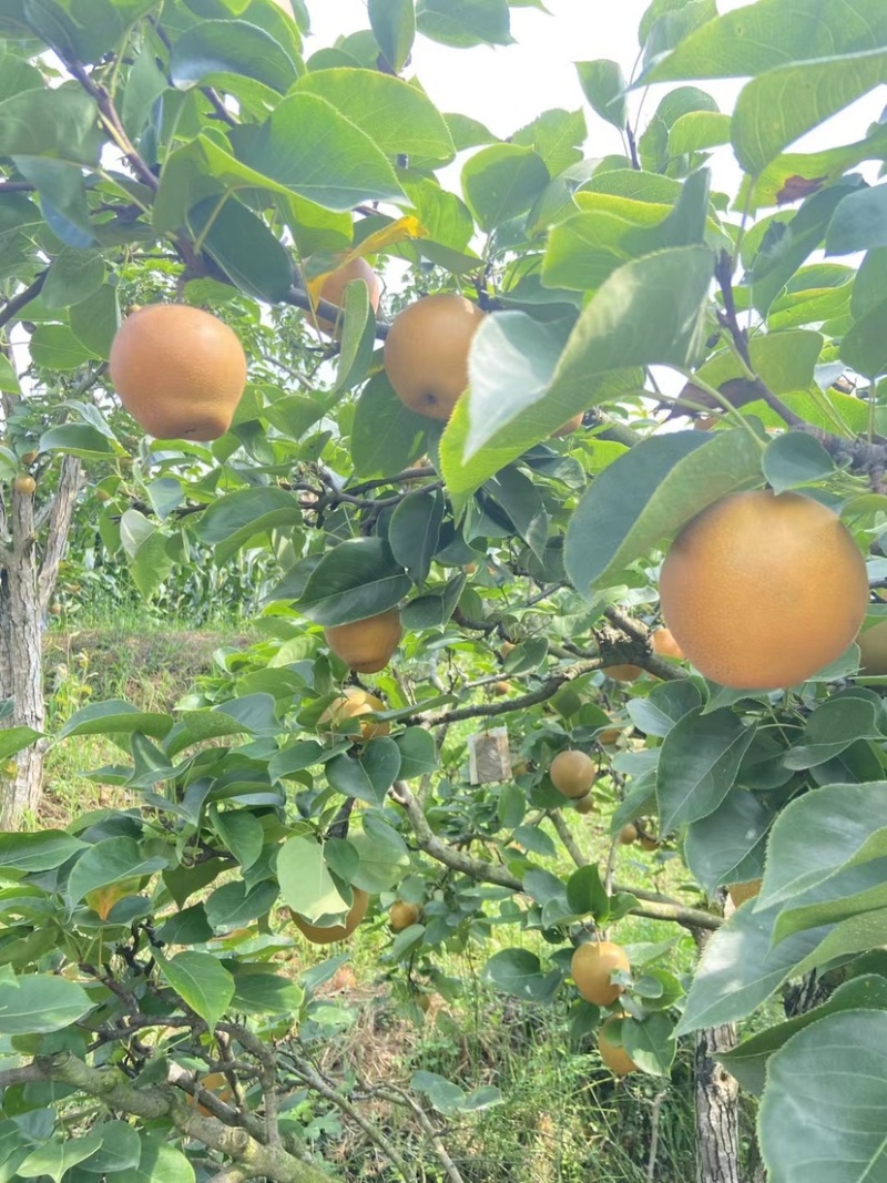老树黄花梨🍐细沙.味甜
