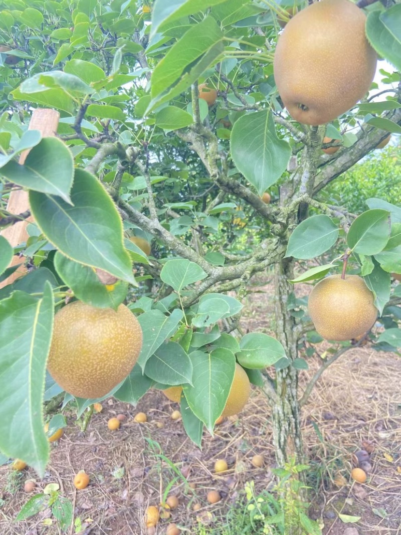 老树黄花梨🍐细沙.味甜