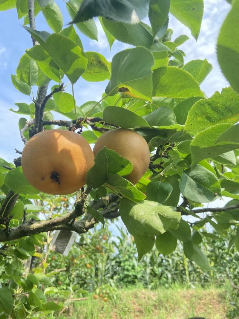 老树黄花梨🍐细沙.味甜
