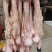 驴鞭厂家直发品质保证欢迎各地老板进店选购
