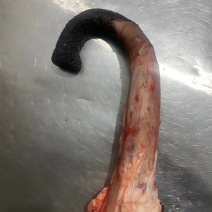 驴鞭厂家直发品质保证欢迎各地老板进店选购