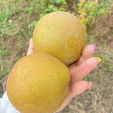 老树黄花梨🍐细沙.味甜