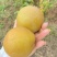 老树黄花梨🍐细沙.味甜