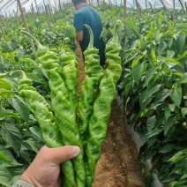 螺丝椒山西产区直发保质保量供货价钱实惠