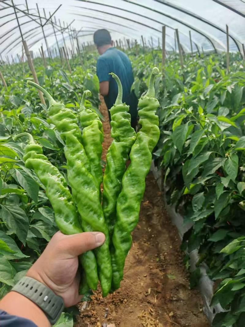 螺丝椒山西产区直发保质保量供货价钱实惠