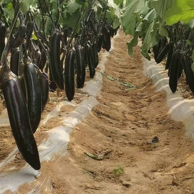 茄子黑长茄山西产区直发保质保量供货