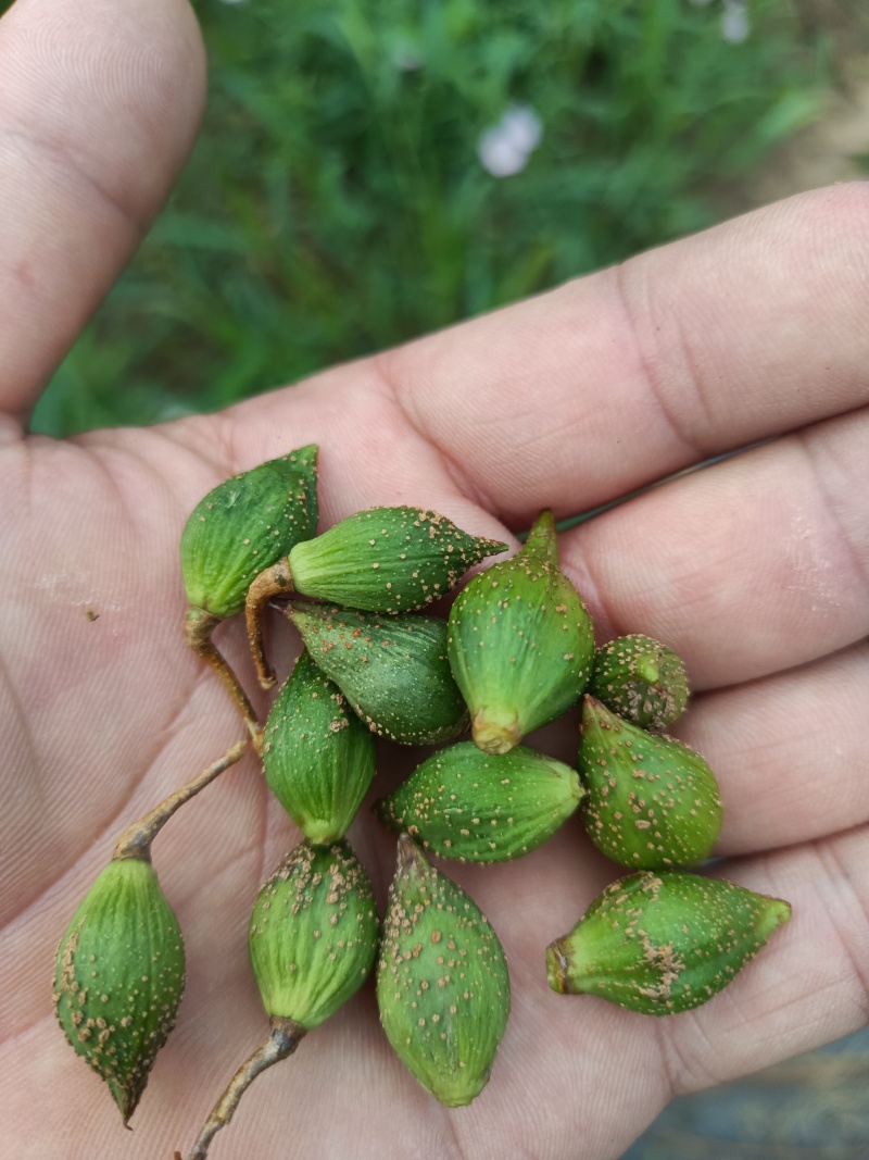 大果药用连翘