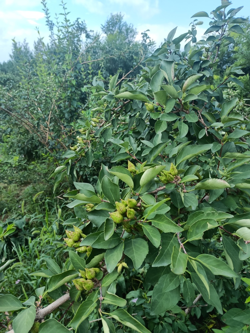 大果药用连翘