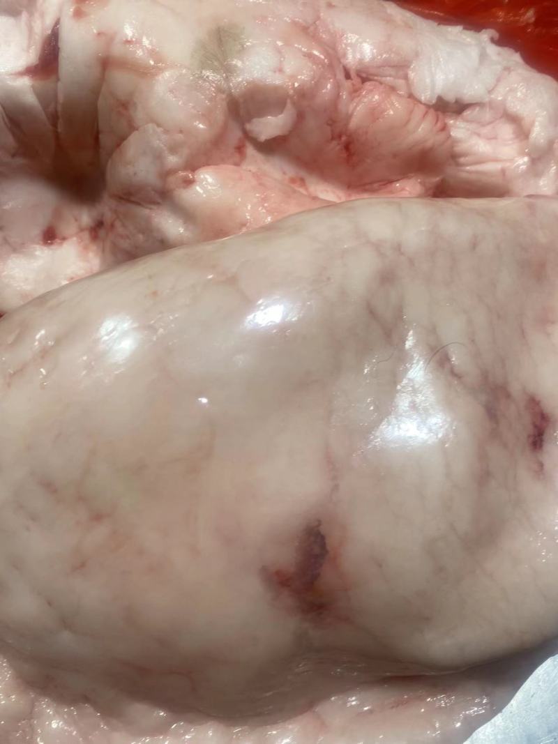 驴板油鬓子油槟子油现宰新鲜生驴油做驴肉火烧商用