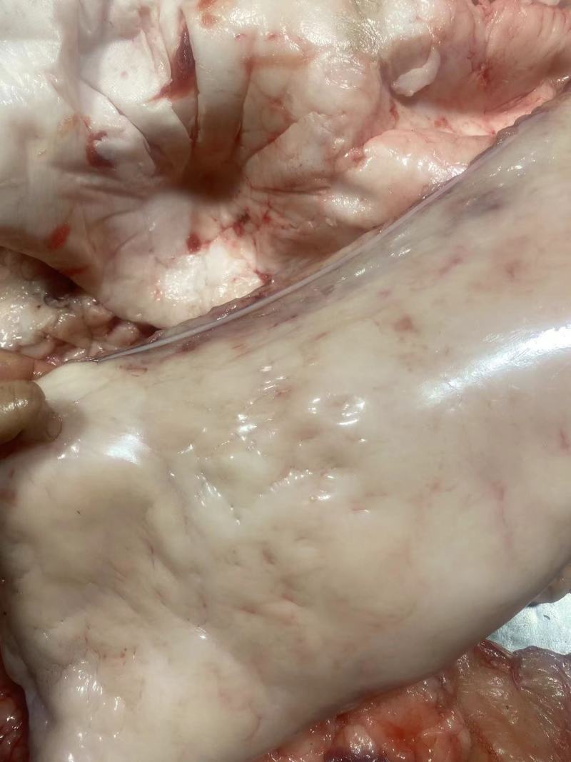 驴板油鬓子油槟子油现宰新鲜生驴油做驴肉火烧商用