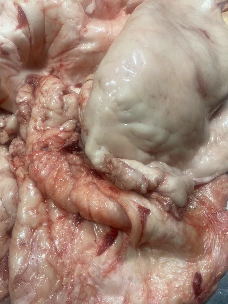 驴板油鬓子油槟子油现宰新鲜生驴油做驴肉火烧商用