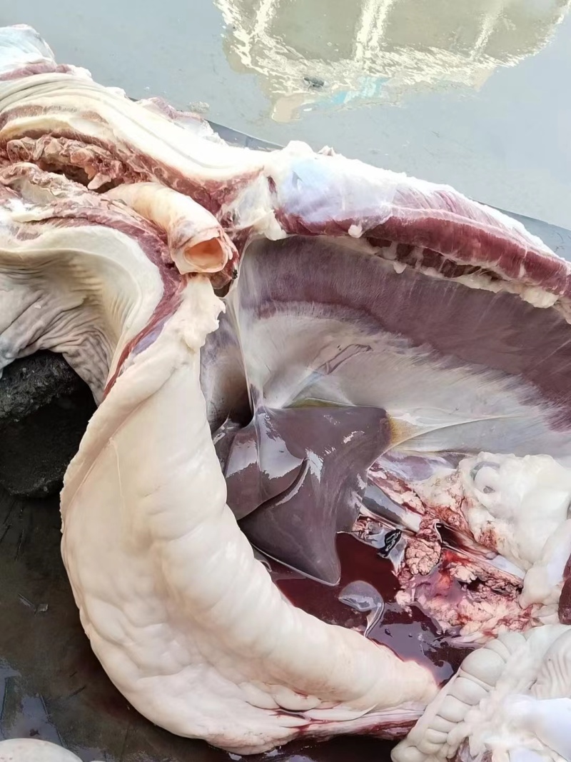 驴板油鬓子油槟子油现宰新鲜生驴油做驴肉火烧商用