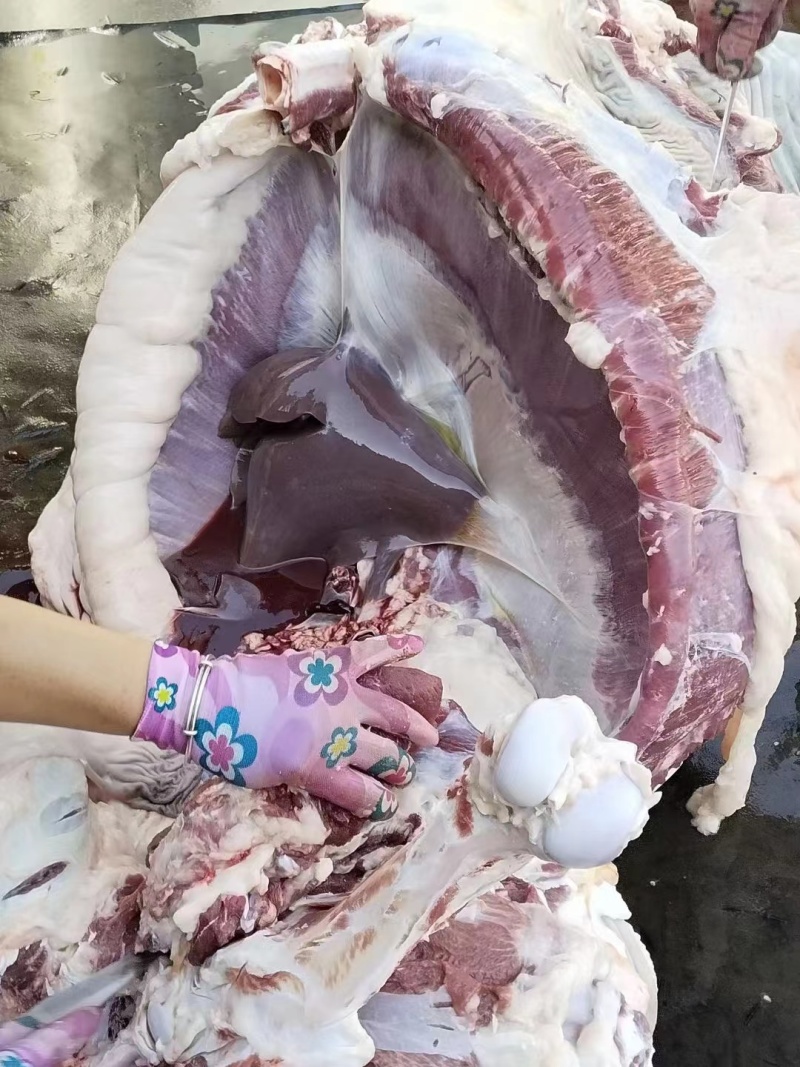 驴板油鬓子油槟子油现宰新鲜生驴油做驴肉火烧商用
