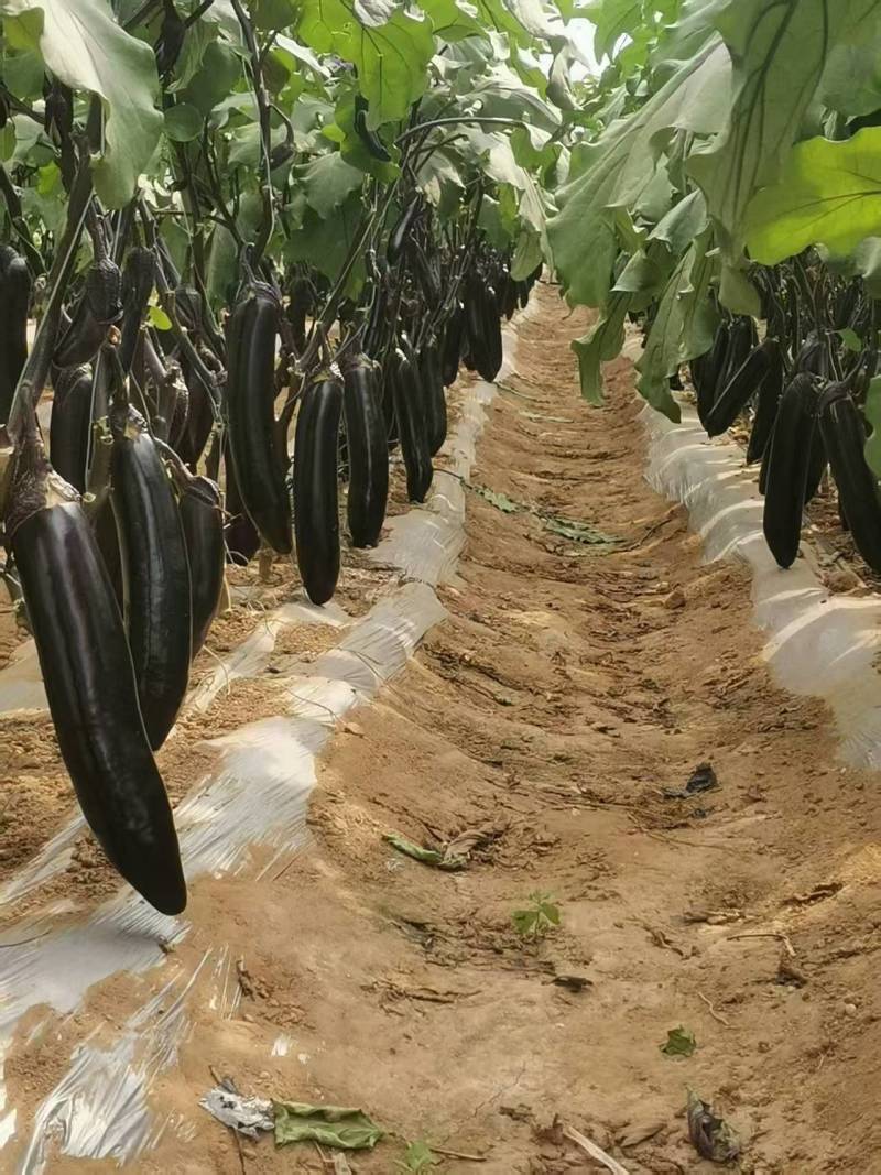 茄子黑长茄山西产区直发保质保量供货