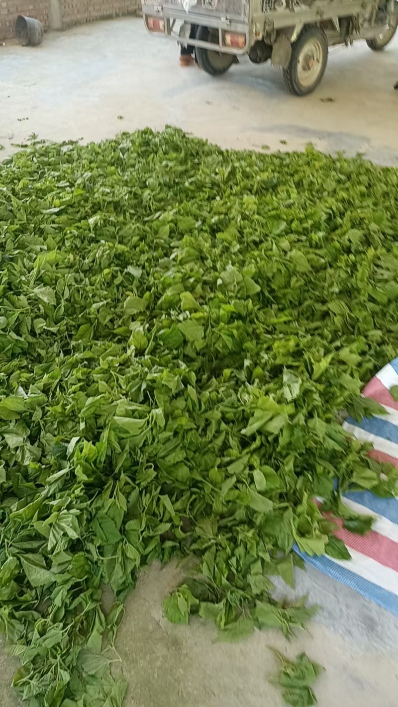 广东清远桑叶，广东桑叶，产地直供大量有货，可视频看货